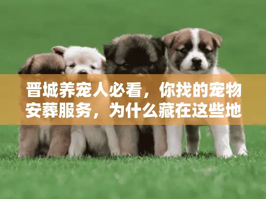 晋城养宠人必看，你找的宠物安葬服务，为什么藏在这些地方？