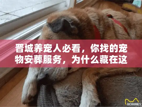 晋城养宠人必看，你找的宠物安葬服务，为什么藏在这些地方？