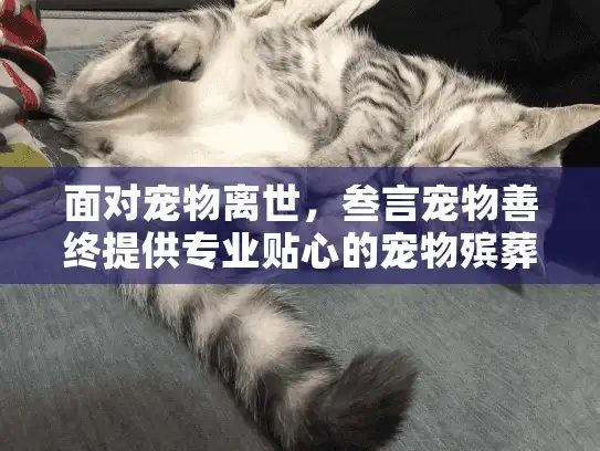 面对宠物离世，叁言宠物善终提供专业贴心的宠物殡葬流程和情感关怀