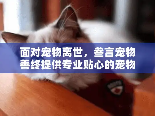 面对宠物离世，叁言宠物善终提供专业贴心的宠物殡葬流程和情感关怀
