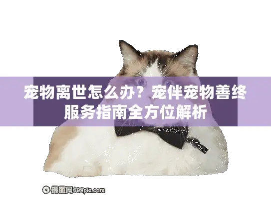 宠物离世怎么办？宠伴宠物善终服务指南全方位解析