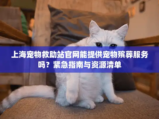 上海宠物救助站官网能提供宠物殡葬服务吗？紧急指南与资源清单