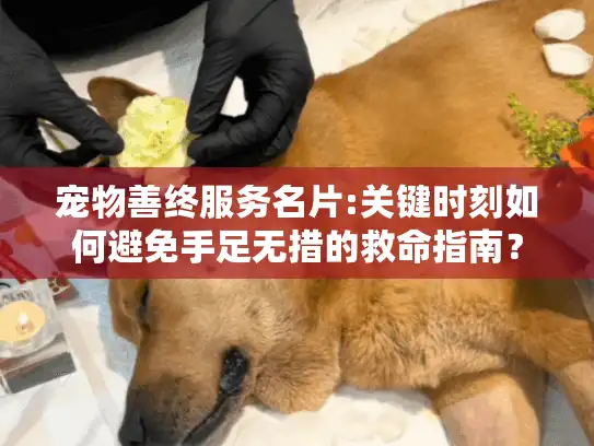 宠物善终服务名片:关键时刻如何避免手足无措的救命指南？