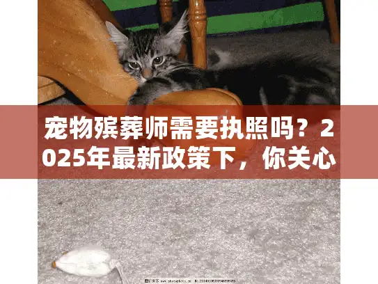 宠物殡葬师需要执照吗？2025年最新政策下，你关心的资质真相在这里