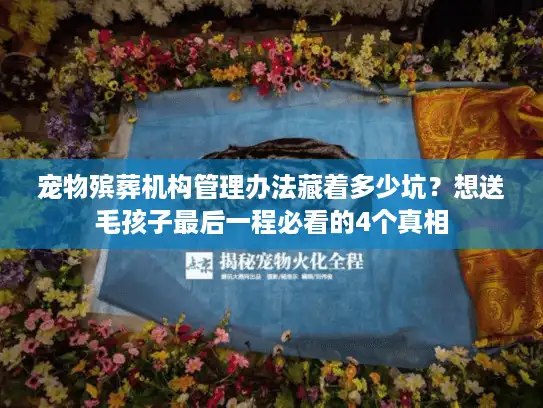 宠物殡葬机构管理办法藏着多少坑？想送毛孩子最后一程必看的4个真相