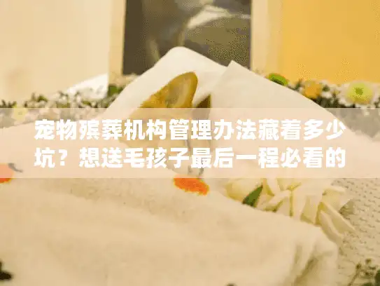 宠物殡葬机构管理办法藏着多少坑？想送毛孩子最后一程必看的4个真相