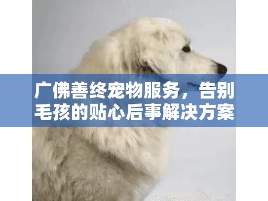 广佛善终宠物服务，告别毛孩的贴心后事解决方案？