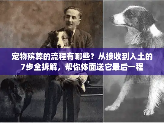 宠物殡葬的流程有哪些？从接收到入土的7步全拆解，帮你体面送它最后一程