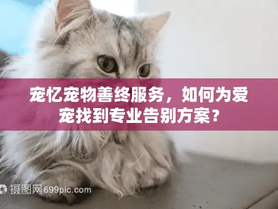 宠忆宠物善终服务，如何为爱宠找到专业告别方案？