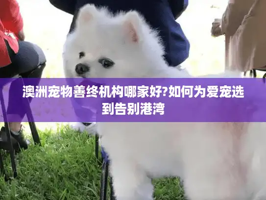 澳洲宠物善终机构哪家好?如何为爱宠选到告别港湾