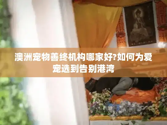 澳洲宠物善终机构哪家好?如何为爱宠选到告别港湾