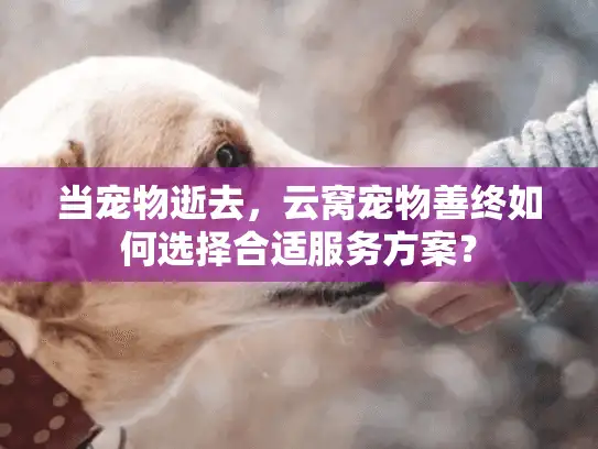 当宠物逝去，云窝宠物善终如何选择合适服务方案？