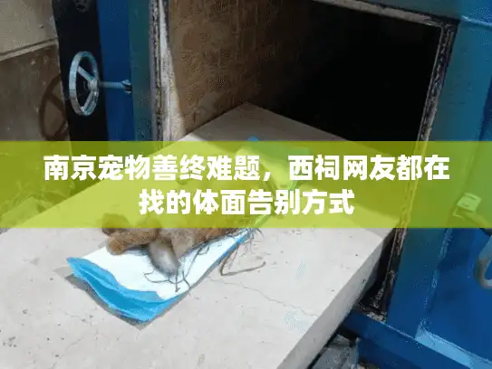 南京宠物善终难题，西祠网友都在找的体面告别方式