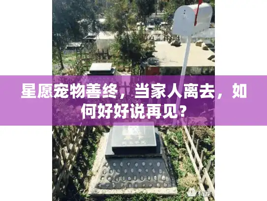 星愿宠物善终，当家人离去，如何好好说再见？