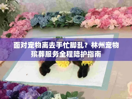 面对宠物离去手忙脚乱？林州宠物殡葬服务全程陪护指南