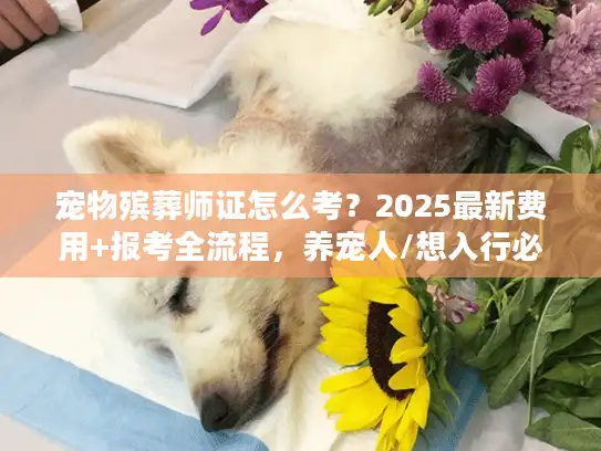 宠物殡葬师证怎么考？2025最新费用+报考全流程，养宠人/想入行必看