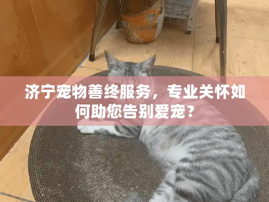 济宁宠物善终服务，专业关怀如何助您告别爱宠？