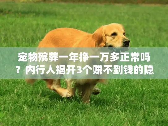 宠物殡葬一年挣一万多正常吗？内行人揭开3个赚不到钱的隐形坑