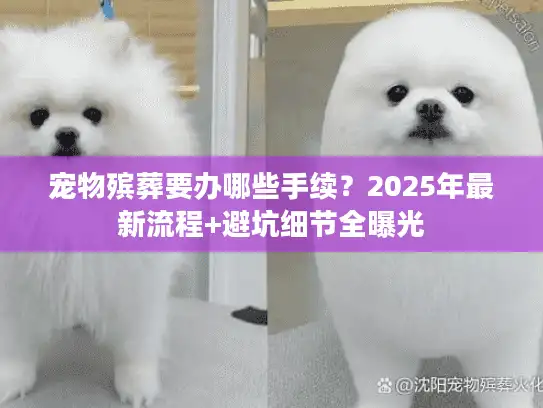 宠物殡葬要办哪些手续？2025年最新流程+避坑细节全曝光