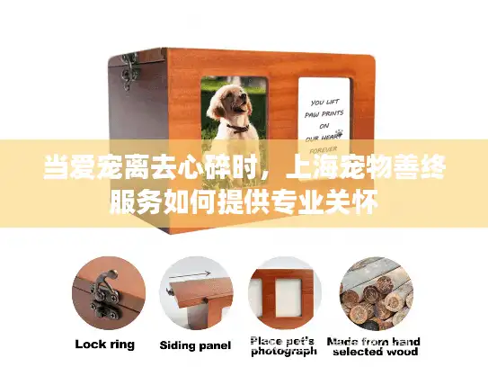 当爱宠离去心碎时，上海宠物善终服务如何提供专业关怀