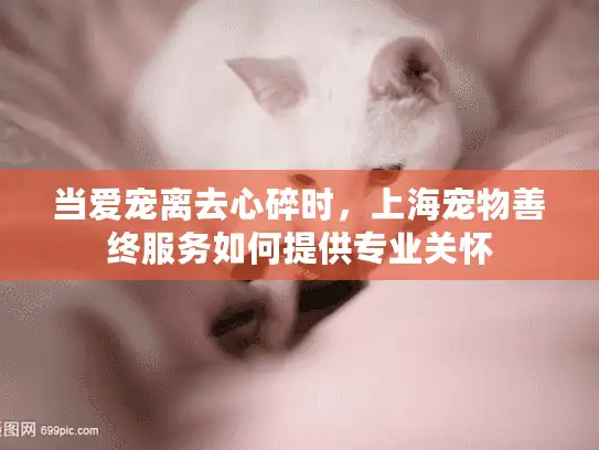 当爱宠离去心碎时，上海宠物善终服务如何提供专业关怀