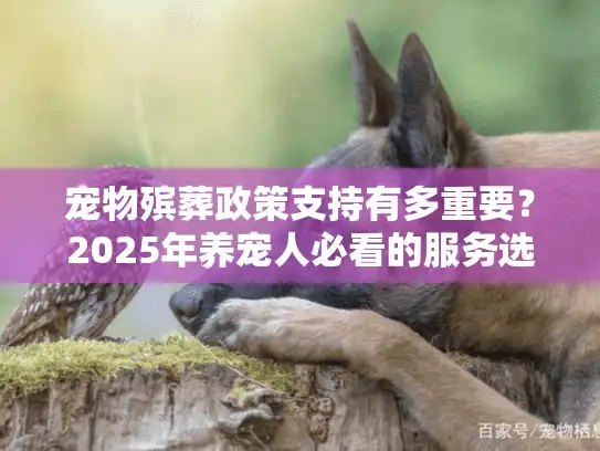 宠物殡葬政策支持有多重要？2025年养宠人必看的服务选择关键