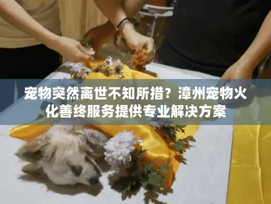 宠物突然离世不知所措？漳州宠物火化善终服务提供专业解决方案