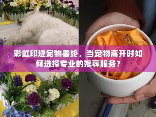 彩虹印迹宠物善终，当宠物离开时如何选择专业的殡葬服务？