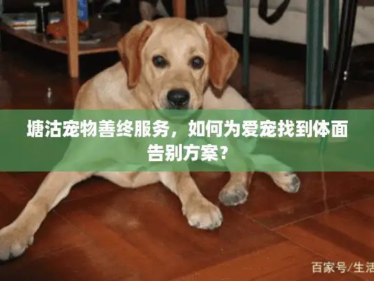 塘沽宠物善终服务，如何为爱宠找到体面告别方案？