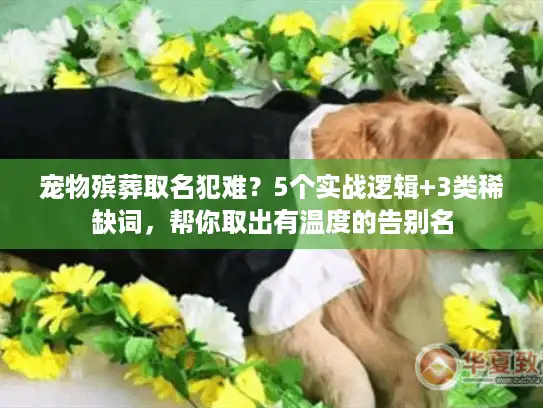 宠物殡葬取名犯难？5个实战逻辑+3类稀缺词，帮你取出有温度的告别名