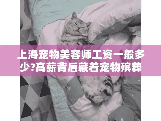 上海宠物美容师工资一般多少?高薪背后藏着宠物殡葬师的心酸选择