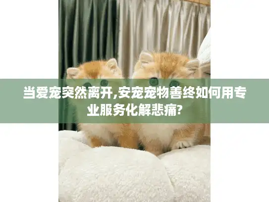 当爱宠突然离开,安宠宠物善终如何用专业服务化解悲痛?