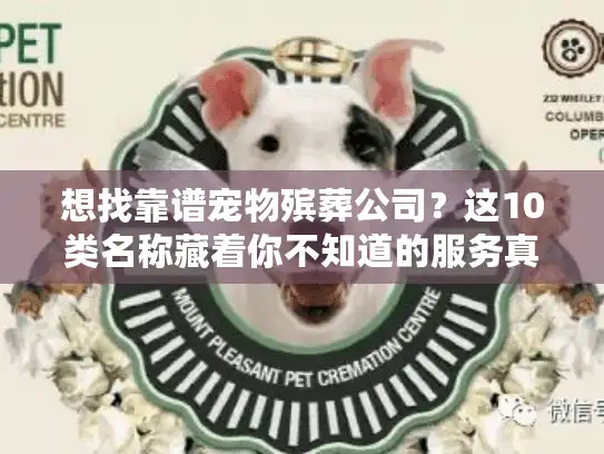 想找靠谱宠物殡葬公司？这10类名称藏着你不知道的服务真相