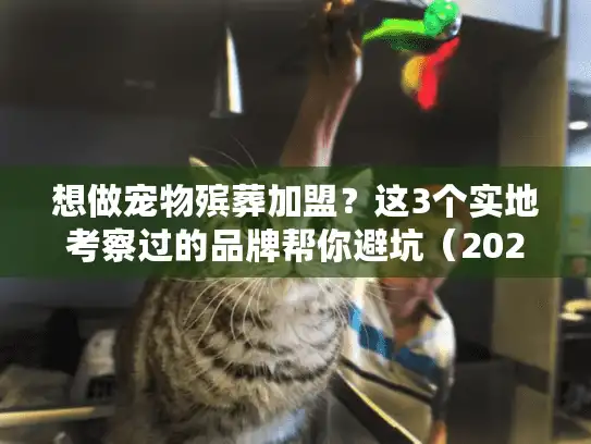 想做宠物殡葬加盟？这3个实地考察过的品牌帮你避坑（2025年最新版）