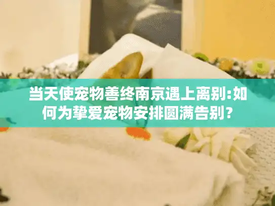 当天使宠物善终南京遇上离别:如何为挚爱宠物安排圆满告别？