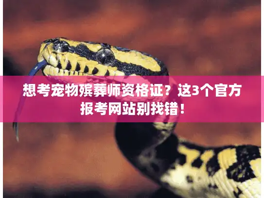 想考宠物殡葬师资格证？这3个官方报考网站别找错！