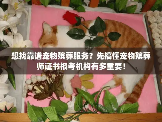想找靠谱宠物殡葬服务？先搞懂宠物殡葬师证书报考机构有多重要！