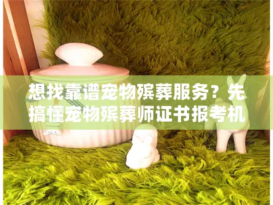 想找靠谱宠物殡葬服务？先搞懂宠物殡葬师证书报考机构有多重要！