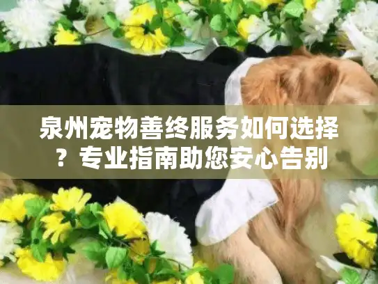 泉州宠物善终服务如何选择？专业指南助您安心告别