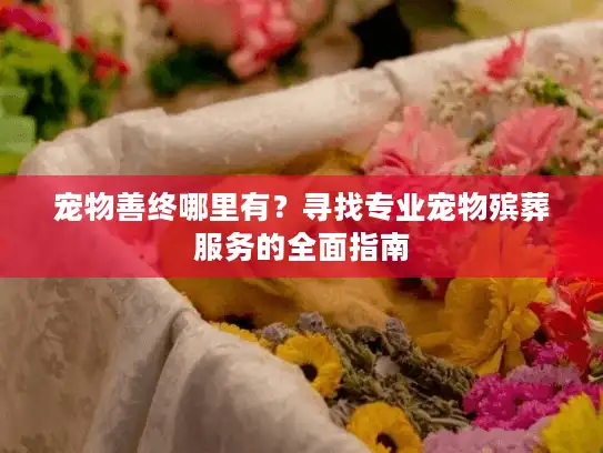 宠物善终哪里有？寻找专业宠物殡葬服务的全面指南