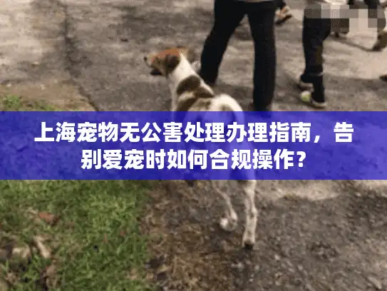 上海宠物无公害处理办理指南，告别爱宠时如何合规操作？