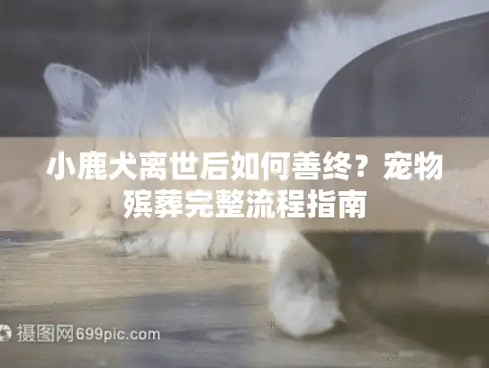 小鹿犬离世后如何善终？宠物殡葬完整流程指南