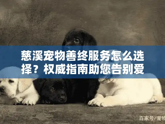 慈溪宠物善终服务怎么选择？权威指南助您告别爱宠