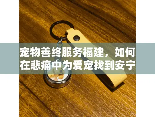 宠物善终服务福建，如何在悲痛中为爱宠找到安宁归处？