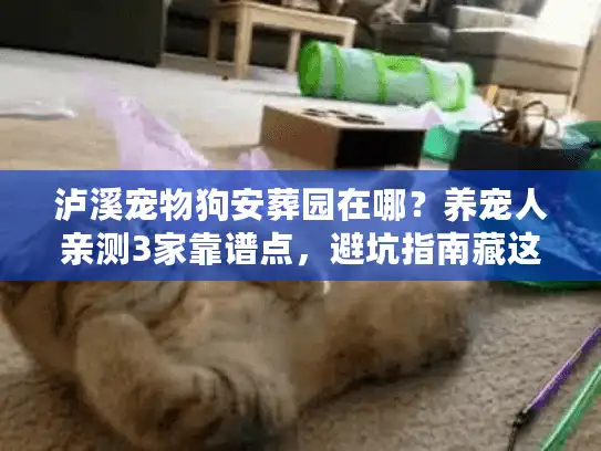 泸溪宠物狗安葬园在哪？养宠人亲测3家靠谱点，避坑指南藏这里