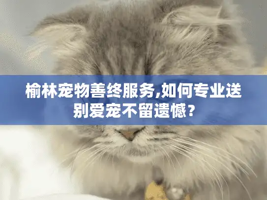 榆林宠物善终服务,如何专业送别爱宠不留遗憾？