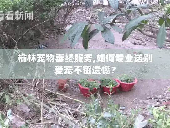 榆林宠物善终服务,如何专业送别爱宠不留遗憾？