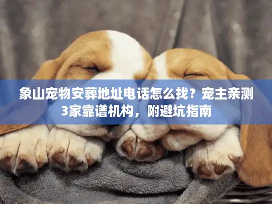 象山宠物安葬地址电话怎么找？宠主亲测3家靠谱机构，附避坑指南