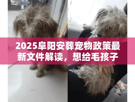 2025阜阳安葬宠物政策最新文件解读，想给毛孩子留最后体面，这些红线不能碰？