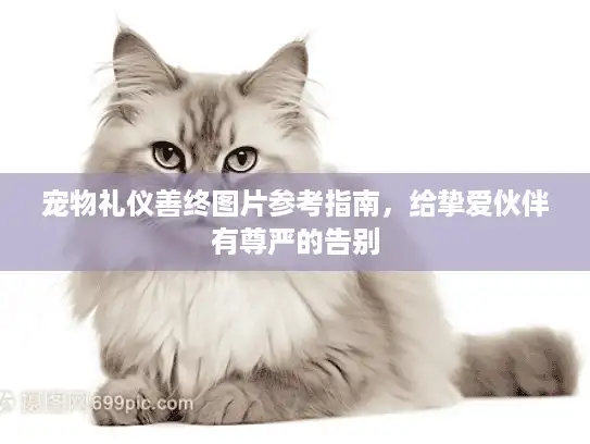 宠物礼仪善终图片参考指南，给挚爱伙伴有尊严的告别